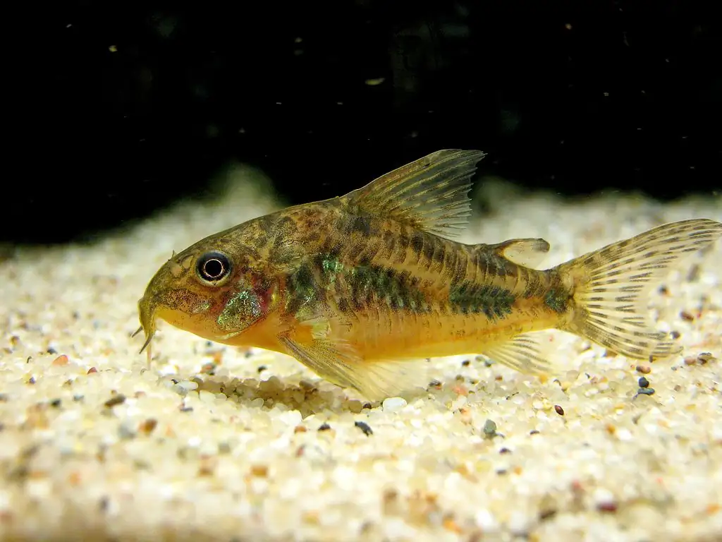 Peppered Cory Cat